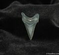 Inch Angustidens Tooth - Prehistoric Great White #158-1